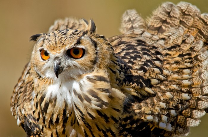 Eurasian Eagle-Owl with bright orange eyes