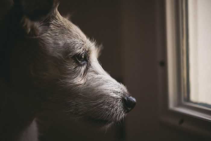Close-up of a dog looking out a window
