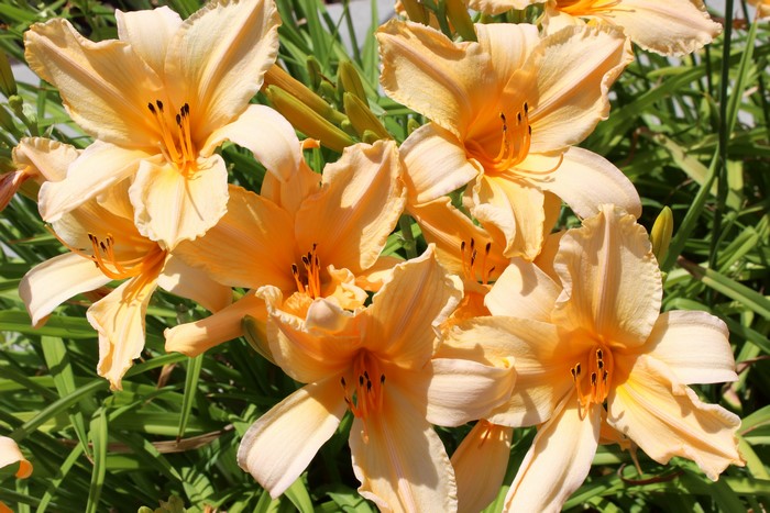 Yellow Lilies Closeup