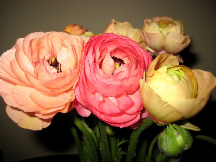 Close-up of colorful Ranunculus flowers