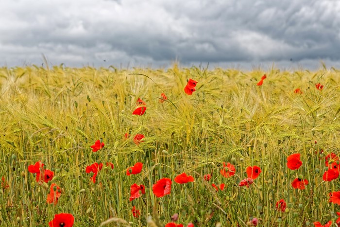 Field of Wheat with Red Poppies Under Cloudy Sky