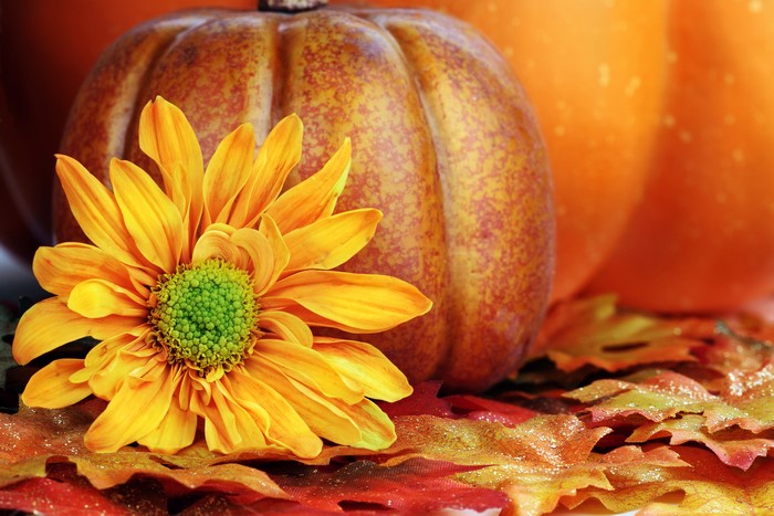 Autumn pumpkin with yellow flower and leaves