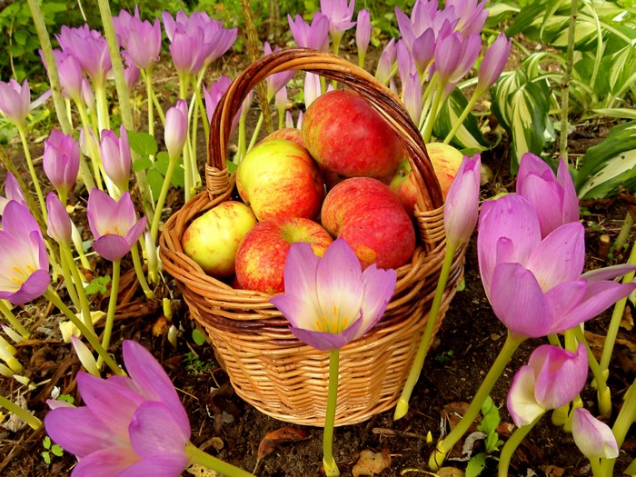 Apples in a wicker basket surrounded by purple crocuses