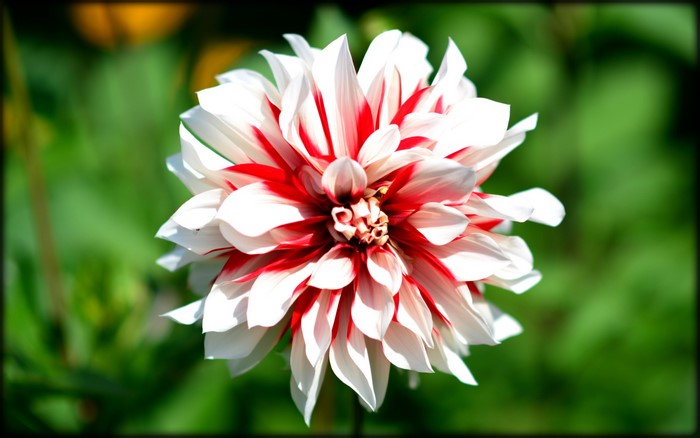 Close-up of a red and white dahlia flower