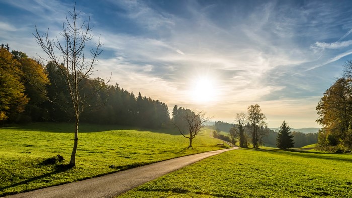 Road through a sunlit meadow with trees