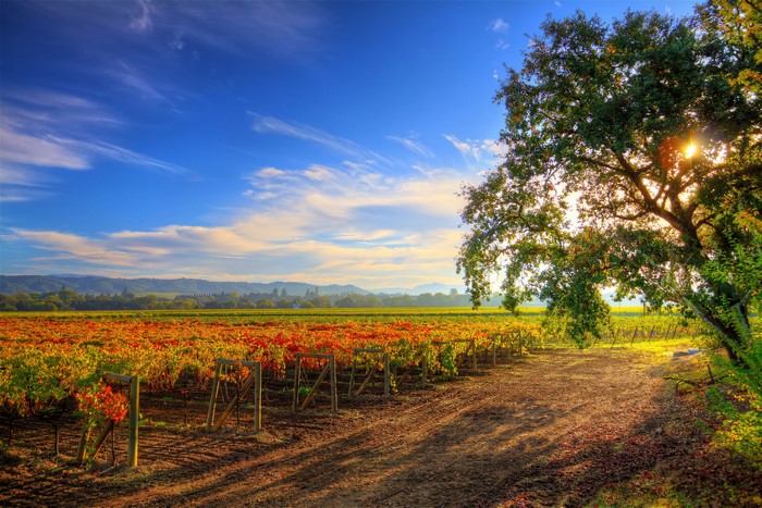 Vineyard in Autumn with Large Tree