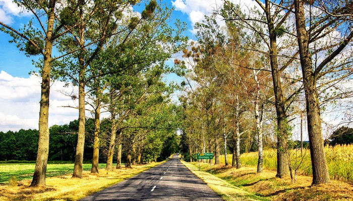 Road lined with trees in autumn