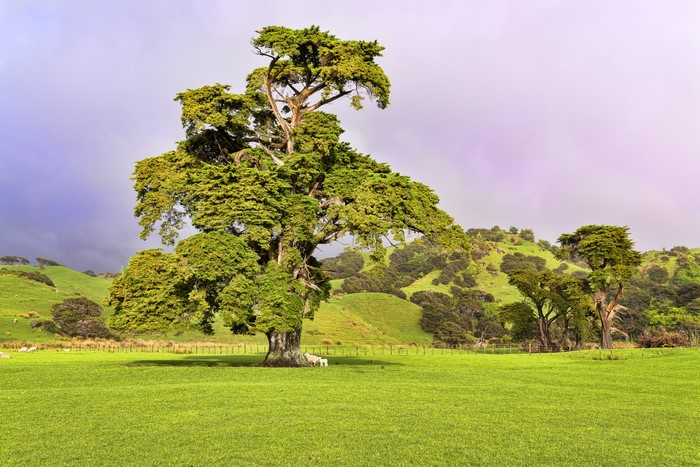 Fields and Trees in a Grassy Landscape