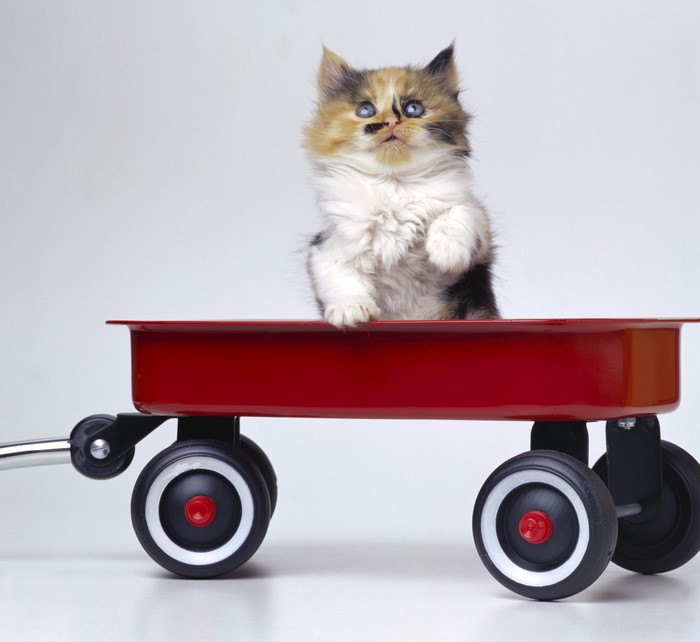 Calico kitten in a red wagon