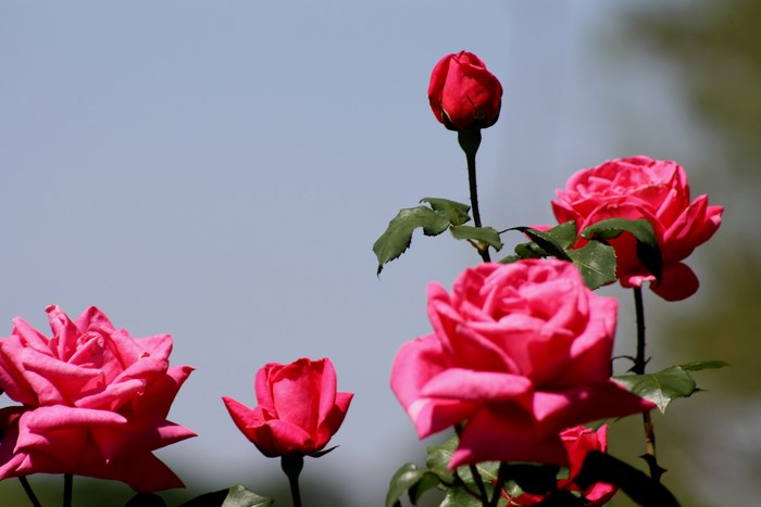 Roses Pink color Flower-bud