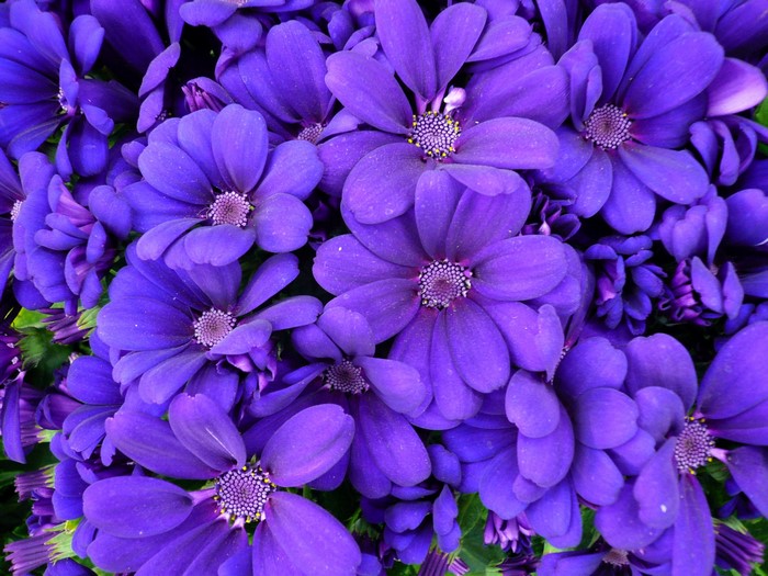 Close-up of purple Cineraria flowers