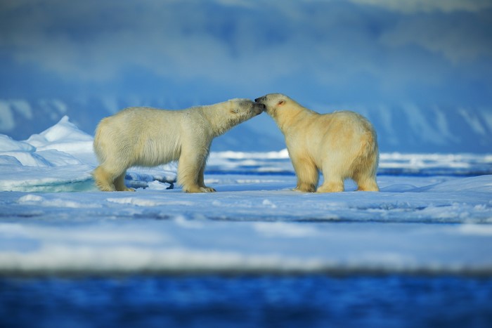 5K 6K Polar bears Two Snow