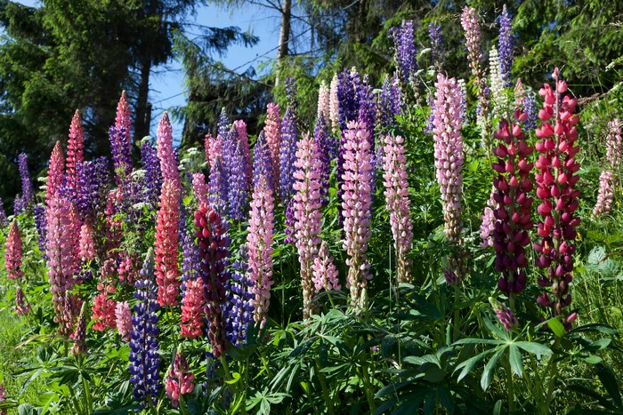 Field of colorful Lupinus flowers