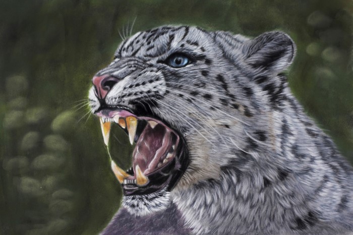 Painting of a Snow Leopard Roaring