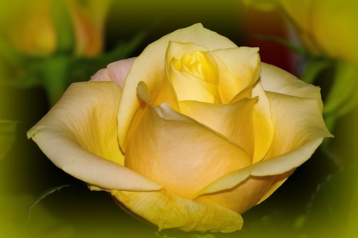 Roses Closeup Yellow