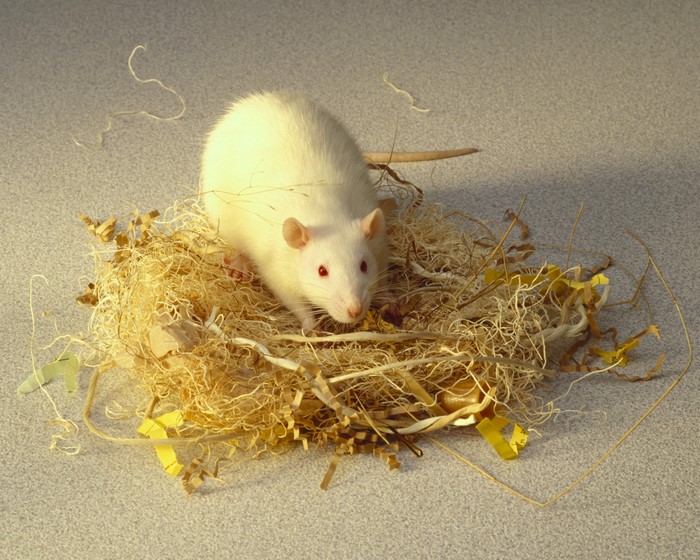 White rat in a nest of straw