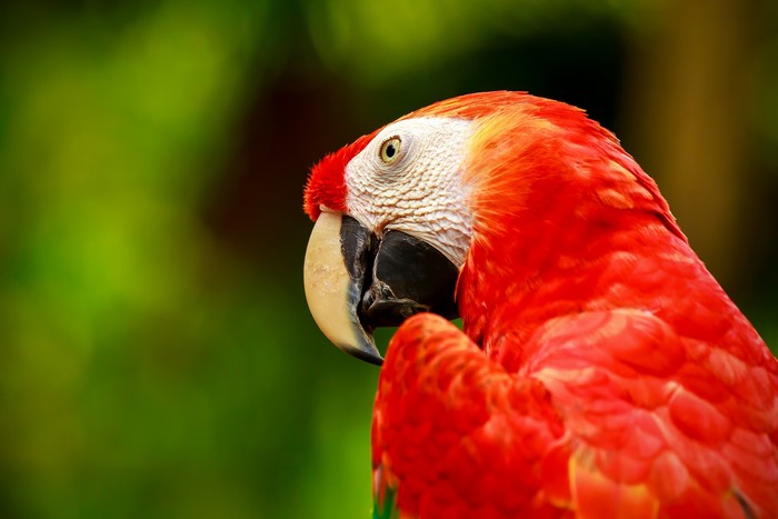 Parrots Birds Ara Red