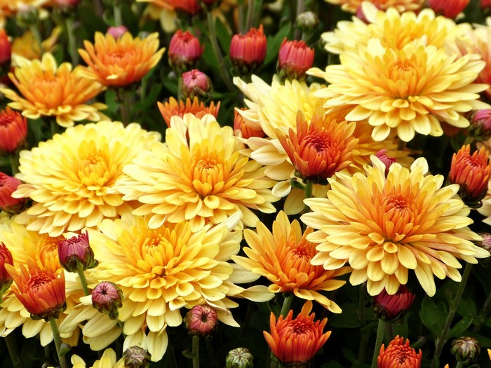 Chrysanthemums Closeup Yellow