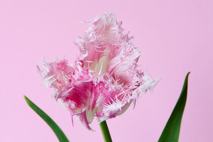 Fringed Pink Tulip Closeup