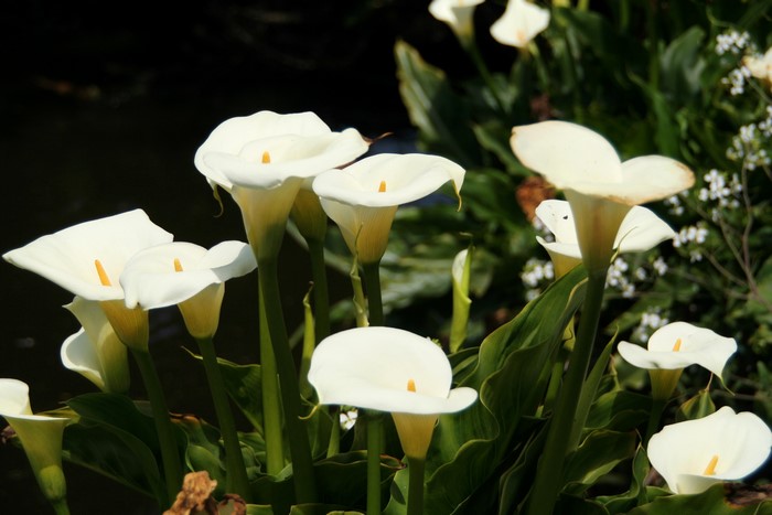 Callas White