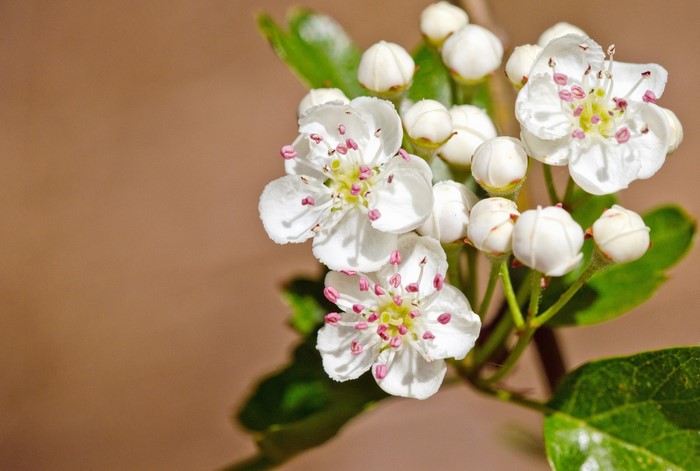 Flowering trees Closeup