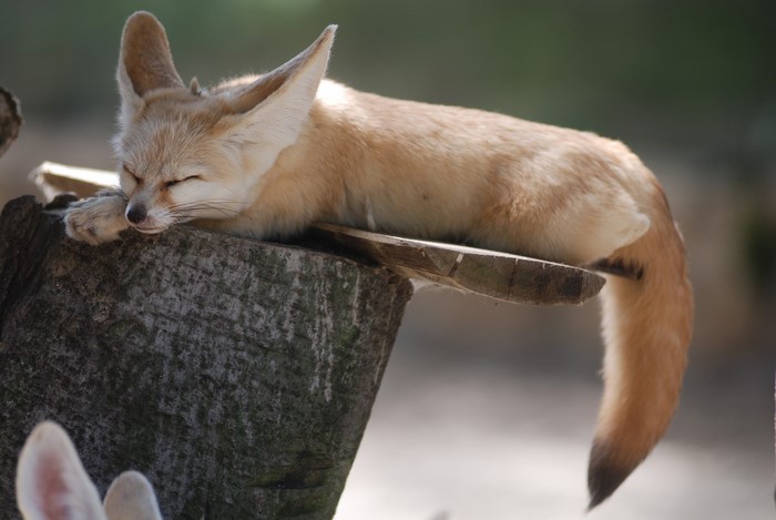 Foxes, Fennec fox, Sleep, HD Wallpaper | Rare Gallery