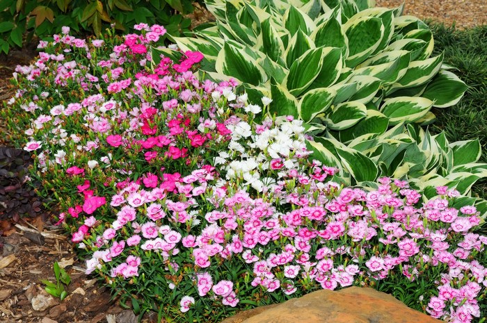 Pink and white carnations with hosta plants