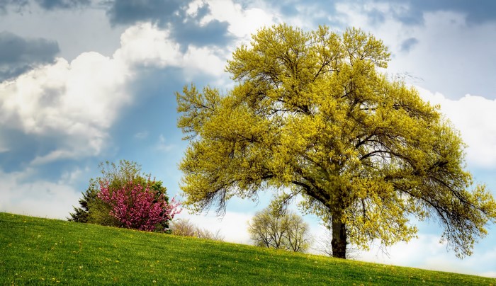 Green hill with trees and flowers under a cloudy sky