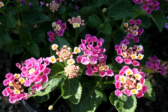 Bright Pink and White Verbena Flowers with Green Leaves