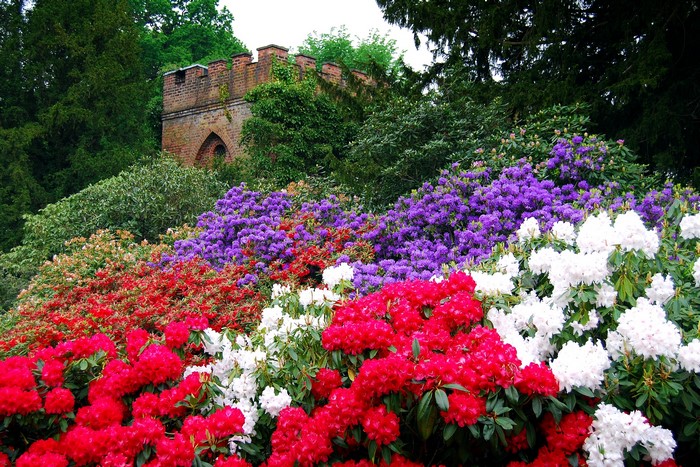 Gardens Rhododendron Many