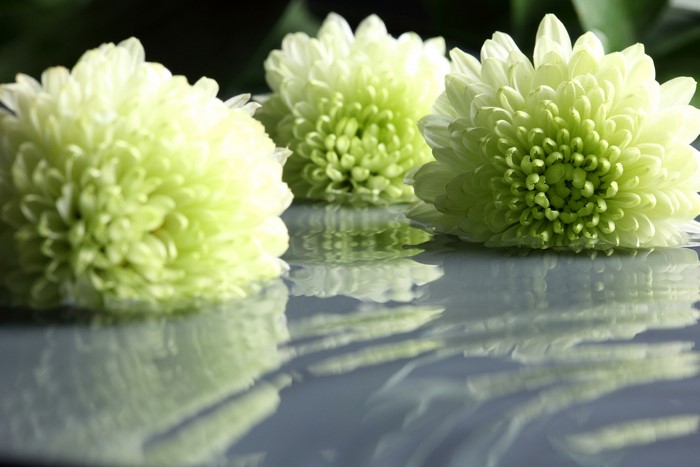 Three light green chrysanthemums on a reflective surface