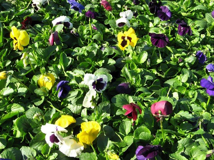 A bed of colorful pansies with green foliage