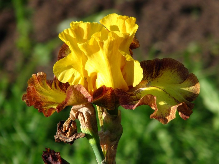 Yellow and brown iris flower