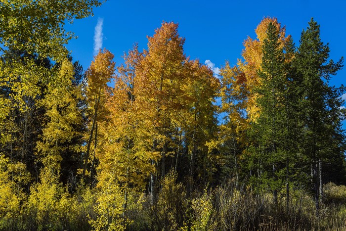 Autumn Trees in Grand Teton National Park Wyoming USA