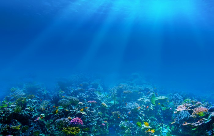 4K Vibrant Underwater Scene with Corals and Fish