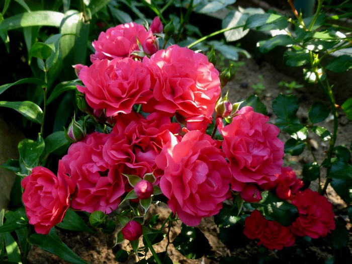 Close-up of pink roses in a garden