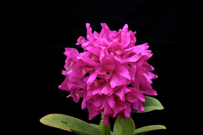 Pink Orchid flowers with green leaves