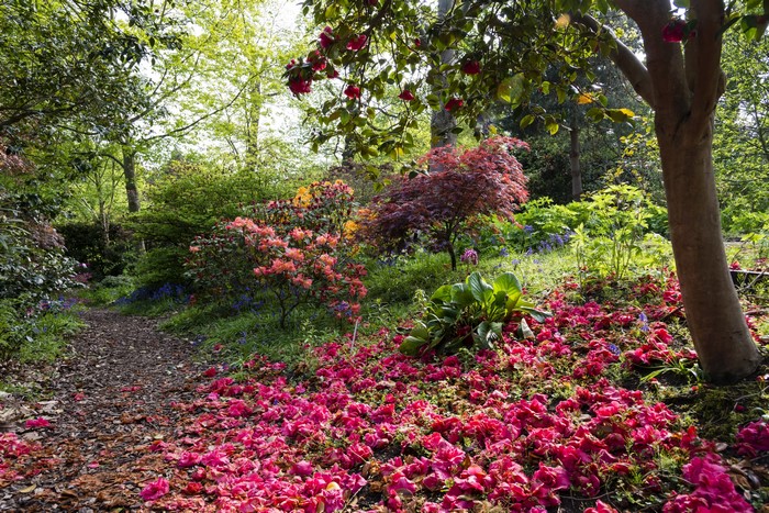 Garden path with fallen pink petals and flowering shrubs in England