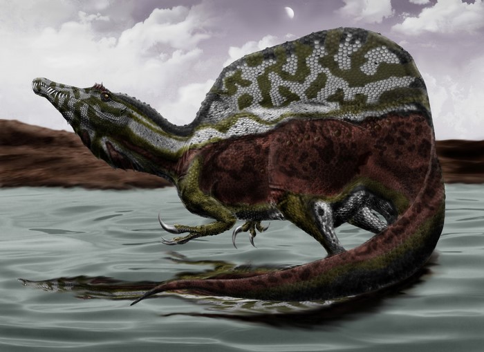 Spinosaurus dinosaur in shallow water