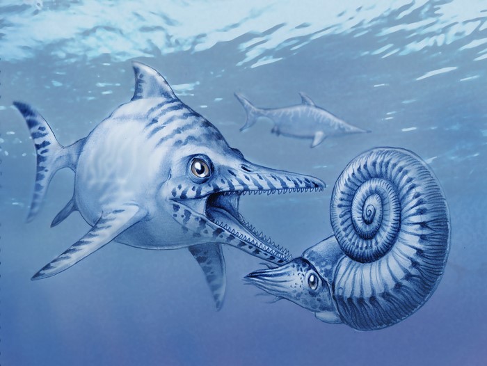 Ichthyosaur attacking an ammonite underwater