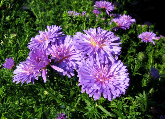 Purple Asters in Bloom