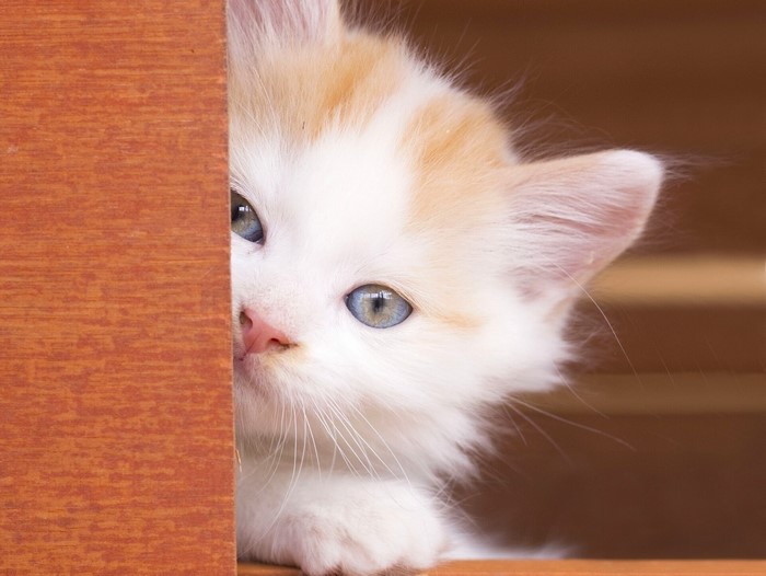 Kitten peeking from behind a wooden surface