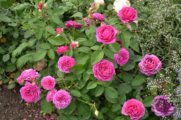 Pink roses in a garden