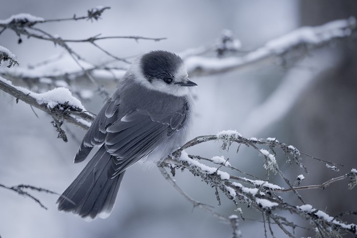 Gray Jay perched on a snow-covered branch in winter