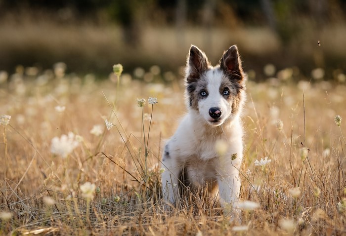 Puppy of Australian Shepherd breed in a field