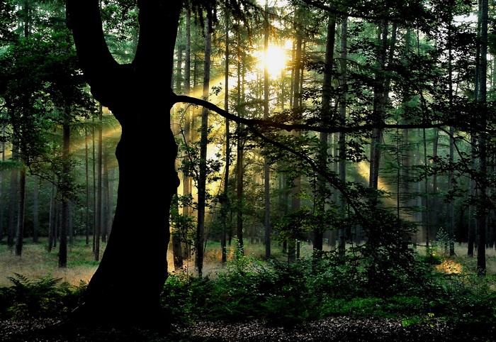 Sunlight filtering through a forest with a large tree trunk