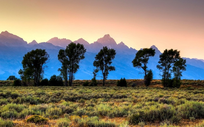 Trees in front of mountains at sunset