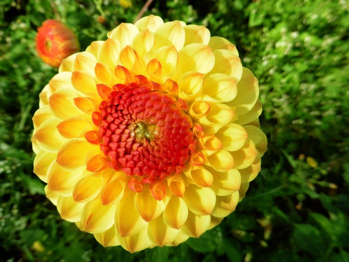 Yellow and red dahlia flower in bloom