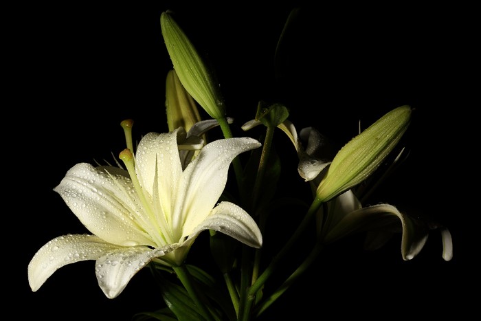 White Lilies with Water Droplets on Black Background
