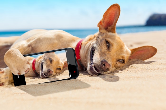 Dog taking a selfie on the beach